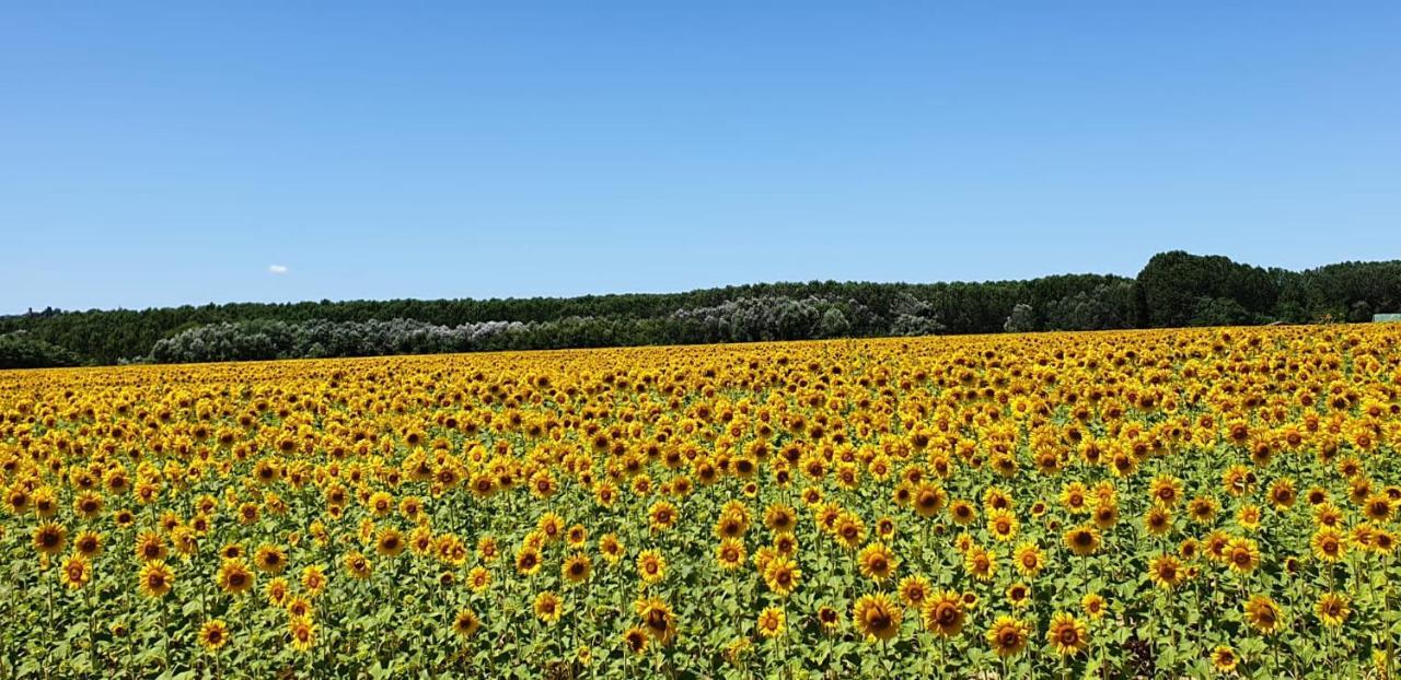 Appartamento L' Atelier Tuscany Peccioli Esterno foto